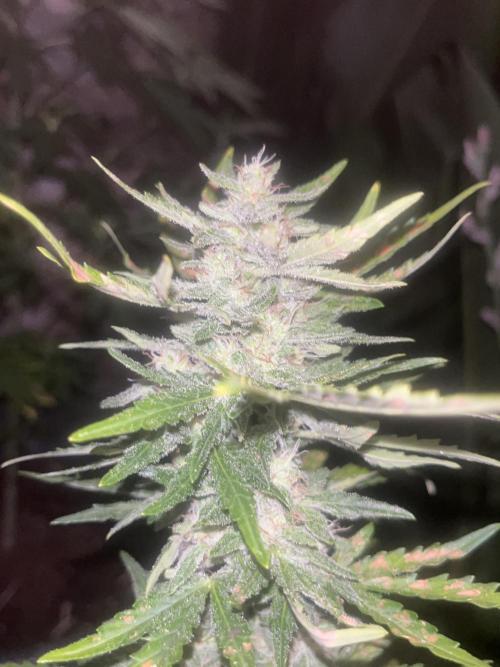 tropicana cookies auto. Week 8