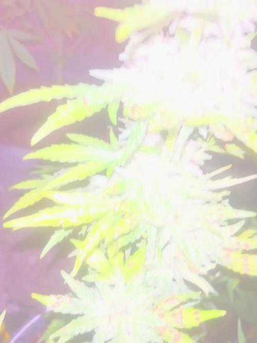 tropicana cookies auto