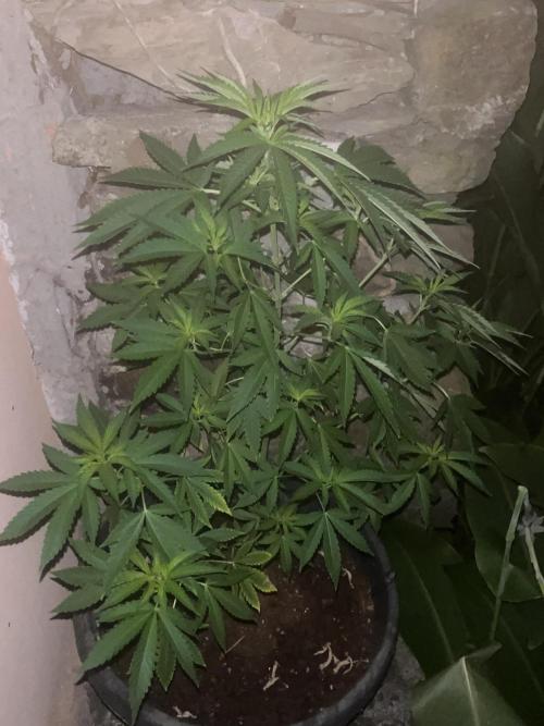 Critical. Week 9
