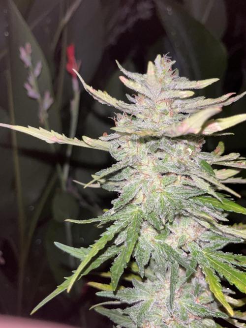 tropicana cookies auto. Week 8