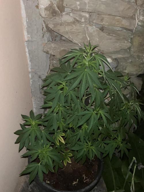 Critical. Week 9