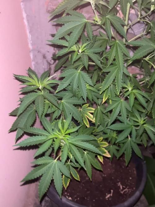 Critical