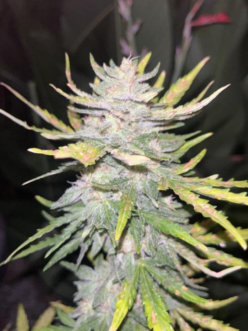 tropicana cookies auto. Week 8