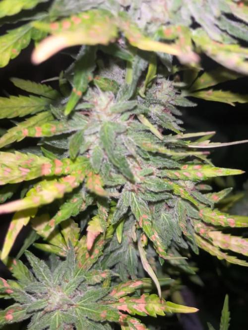tropicana cookies auto