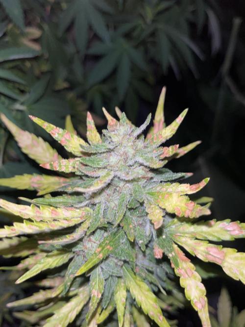 tropicana cookies auto. Week 9