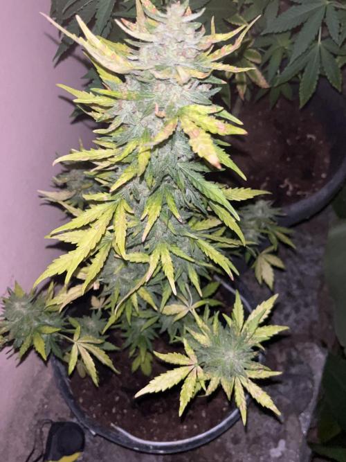 tropicana cookies auto. Week 9