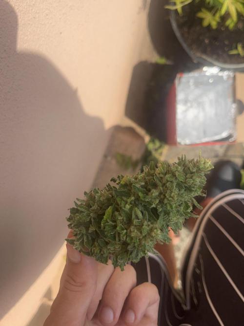 tropicana cookies auto. Week 10