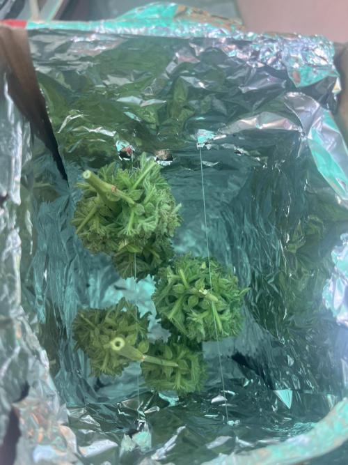 tropicana cookies auto. Week 10