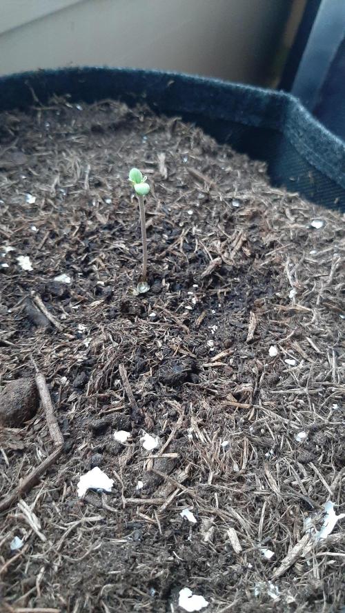 Super lemon haze window/outdoor grow. Week 0 - First days