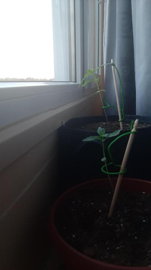 Super lemon haze window/outdoor grow. Week 2 - 17 dagen oud (zwarte zak)
Die andere is 14 dagen oud