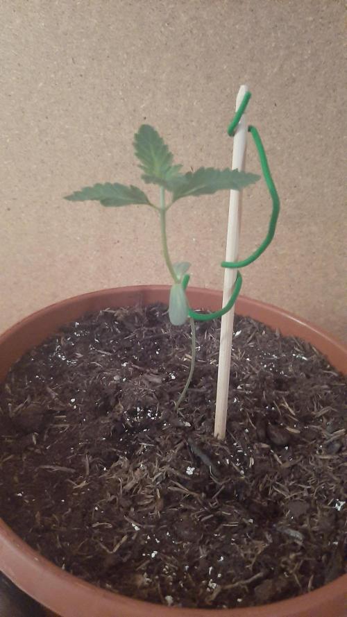 Super lemon haze window/outdoor grow. Week 2
