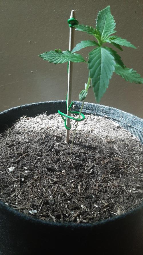 Super lemon haze window/outdoor grow. Week 2