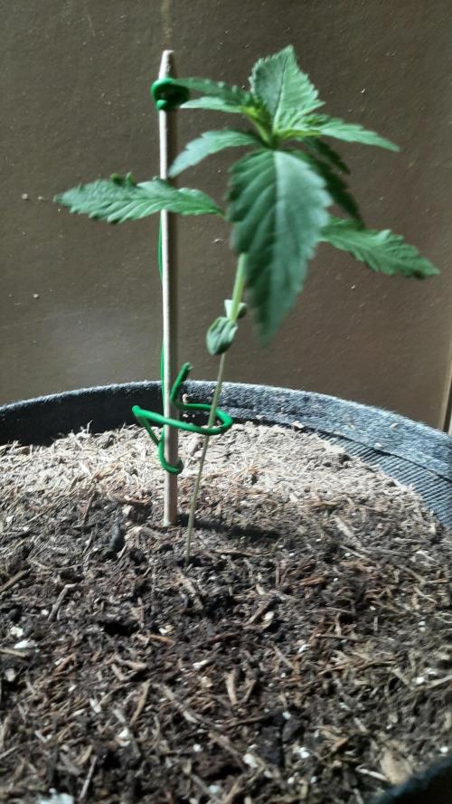 Super lemon haze window/outdoor grow. Week 2