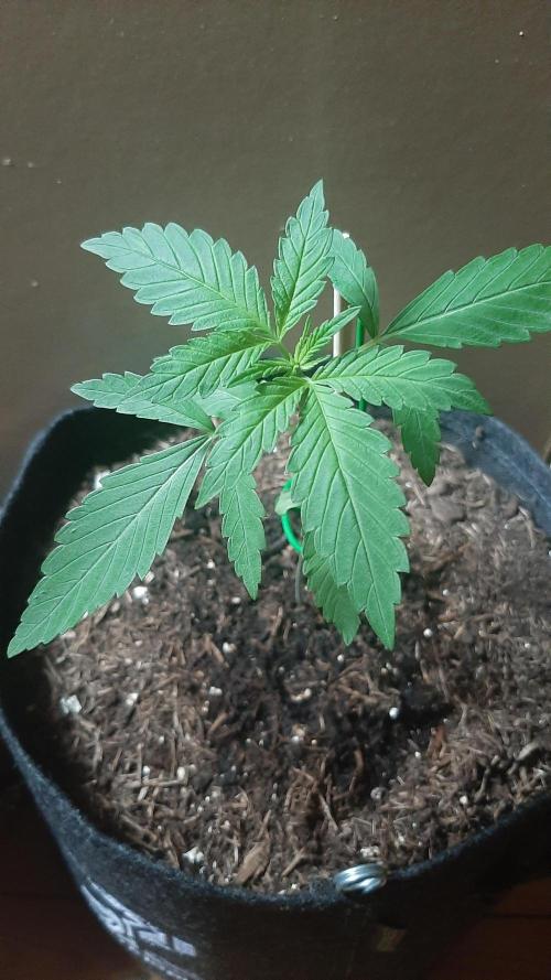 Super lemon haze window/outdoor grow. Week 3