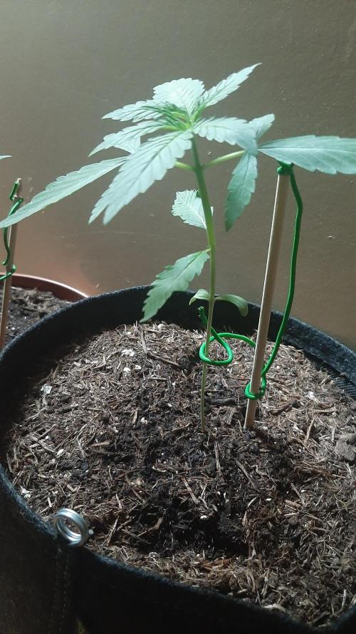 Super lemon haze window/outdoor grow. Week 3