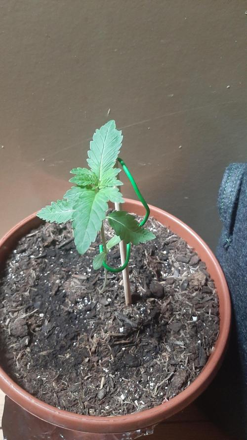 Super lemon haze window/outdoor grow. Week 3