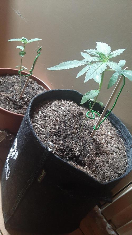Super lemon haze window/outdoor grow. Week 3