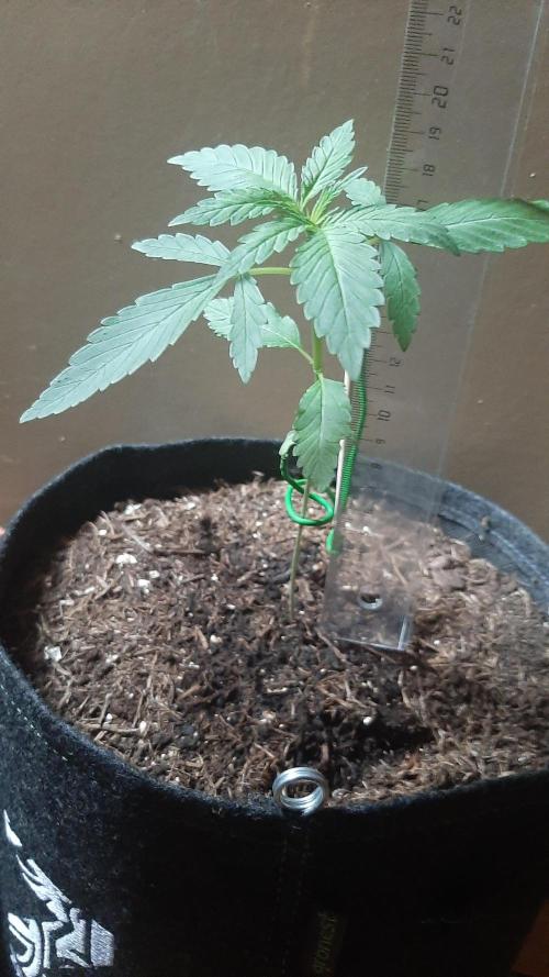 Super lemon haze window/outdoor grow. Week 3