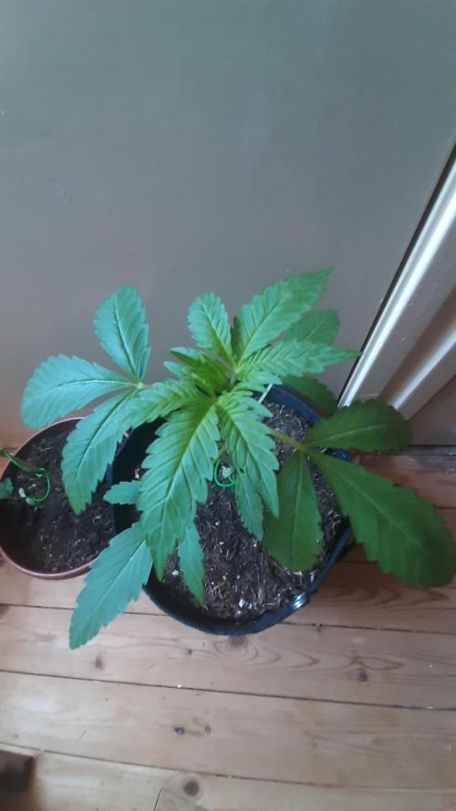 Super lemon haze window/outdoor grow. Week 4