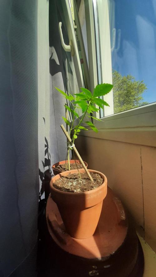 Super lemon haze window/outdoor grow. Week 4