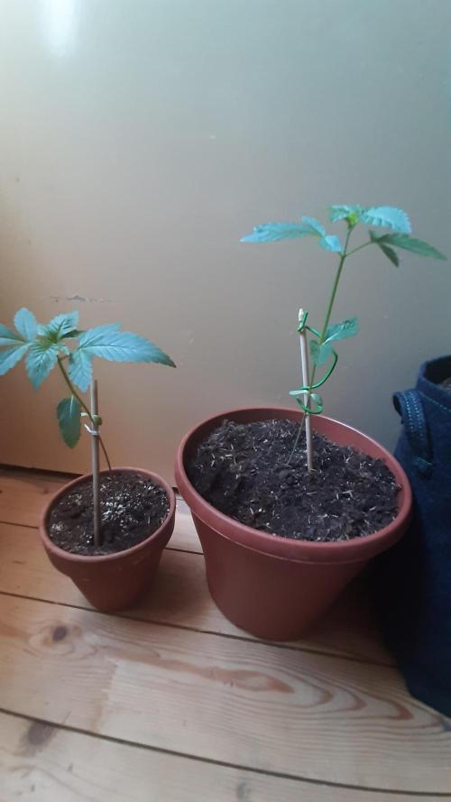 Super lemon haze window/outdoor grow. Week 4