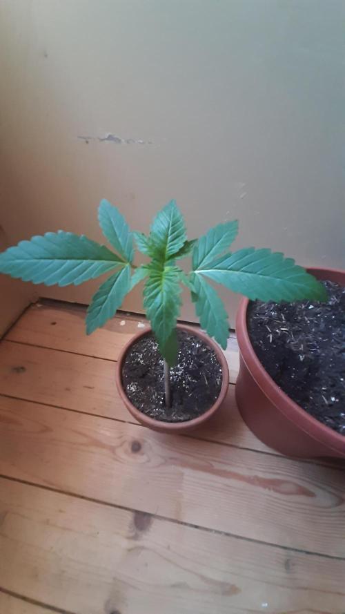 Super lemon haze window/outdoor grow. Week 4