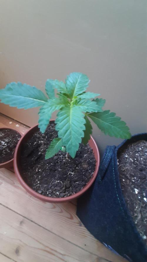 Super lemon haze window/outdoor grow. Week 4