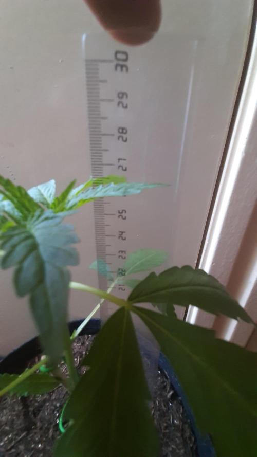 Super lemon haze window/outdoor grow. Week 4