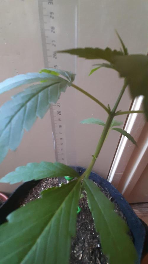 Super lemon haze window/outdoor grow. Week 4