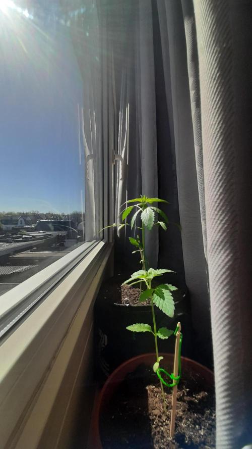 Super lemon haze window/outdoor grow. Week 4