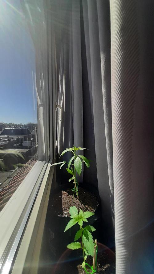 Super lemon haze window/outdoor grow. Week 4