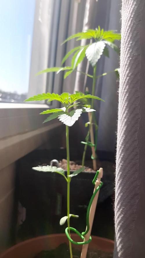Super lemon haze window/outdoor grow