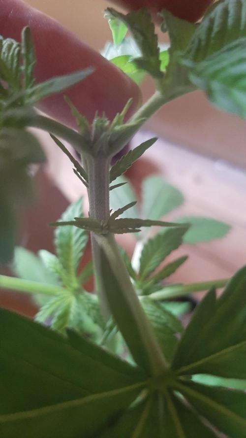 Super lemon haze window/outdoor grow. Week 5