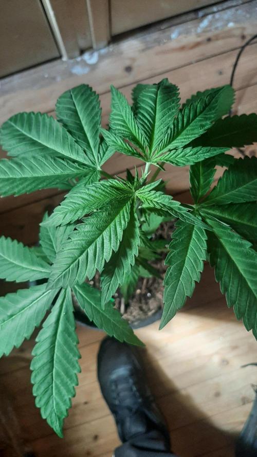 Super lemon haze window/outdoor grow. Week 5