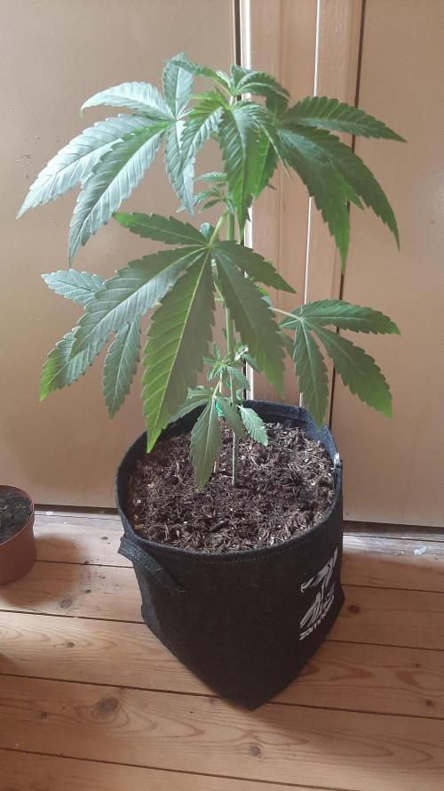 Super lemon haze window/outdoor grow. Week 5