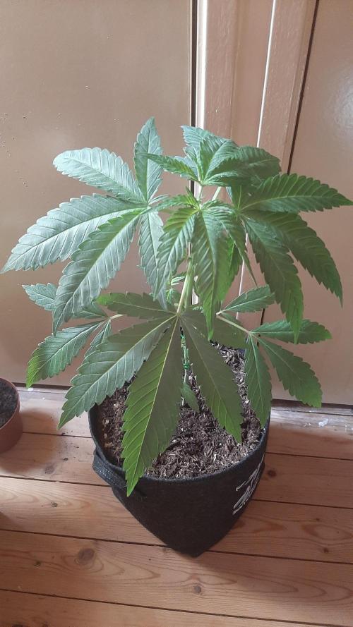 Super lemon haze window/outdoor grow. Week 5