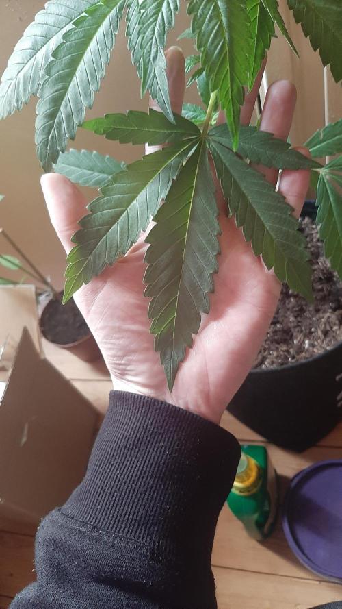 Super lemon haze window/outdoor grow. Week 5