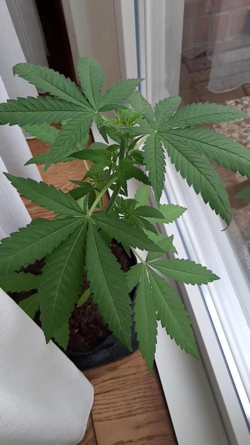Super lemon haze window/outdoor grow