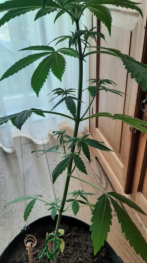 Super lemon haze window/outdoor grow. Week 6