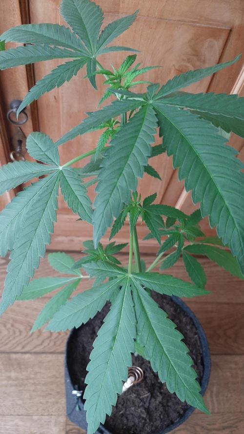 Super lemon haze window/outdoor grow. Week 6
