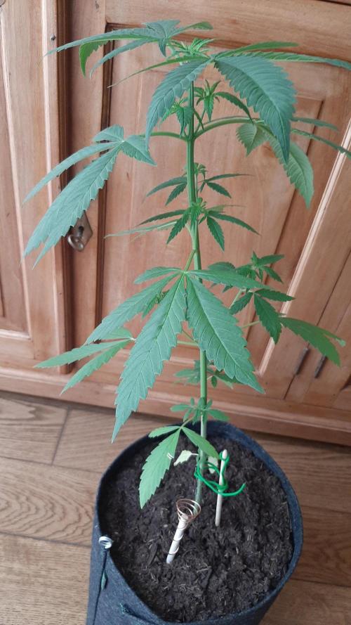 Super lemon haze window/outdoor grow. Week 6