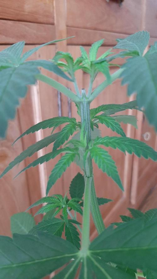Super lemon haze window/outdoor grow. Week 6