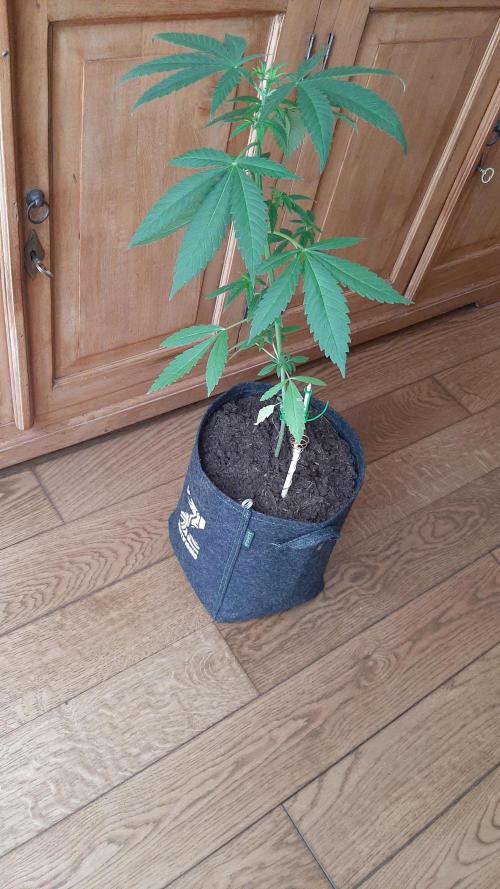 Super lemon haze window/outdoor grow. Week 6