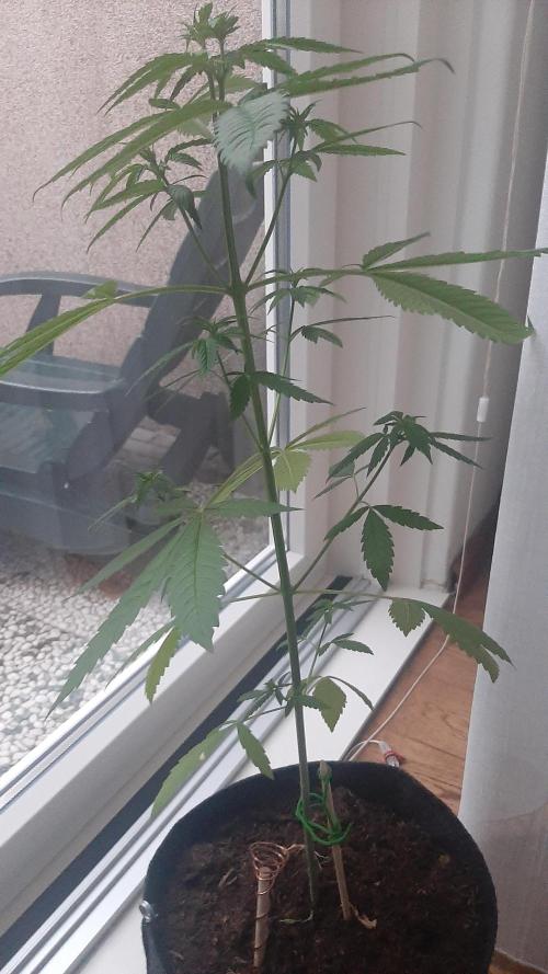 Super lemon haze window/outdoor grow. Week 7