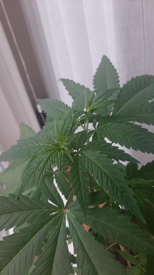 Super lemon haze window/outdoor grow. Week 7