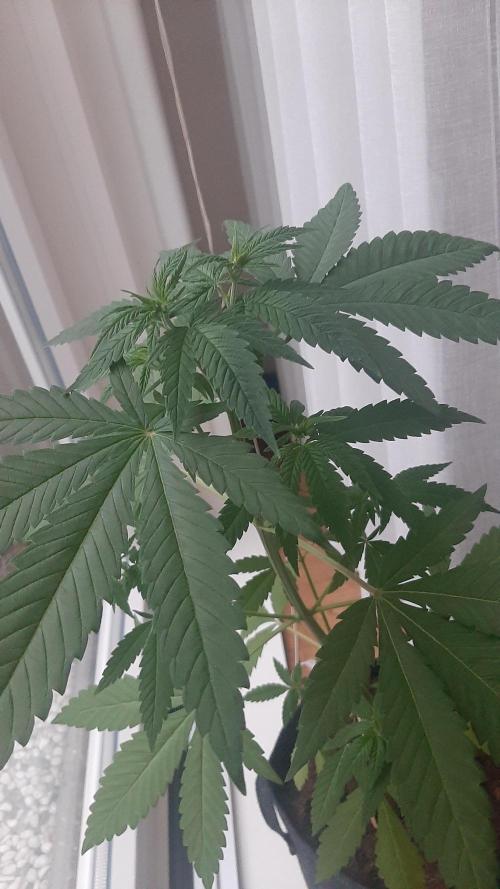 Super lemon haze window/outdoor grow. Week 7