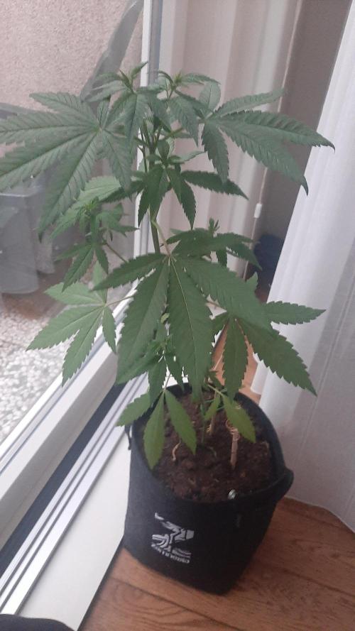 Super lemon haze window/outdoor grow. Week 7