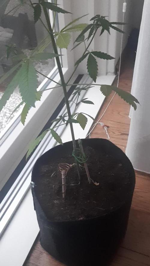 Super lemon haze window/outdoor grow