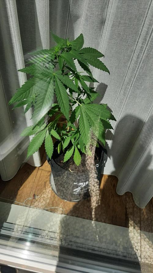 Super lemon haze window/outdoor grow. Week 7