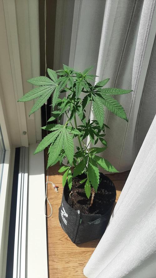 Super lemon haze window/outdoor grow. Week 7